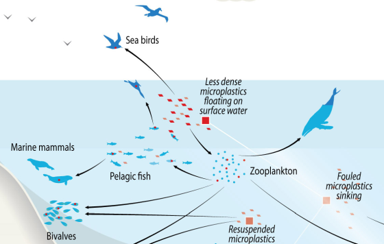 From zooplankton to predators